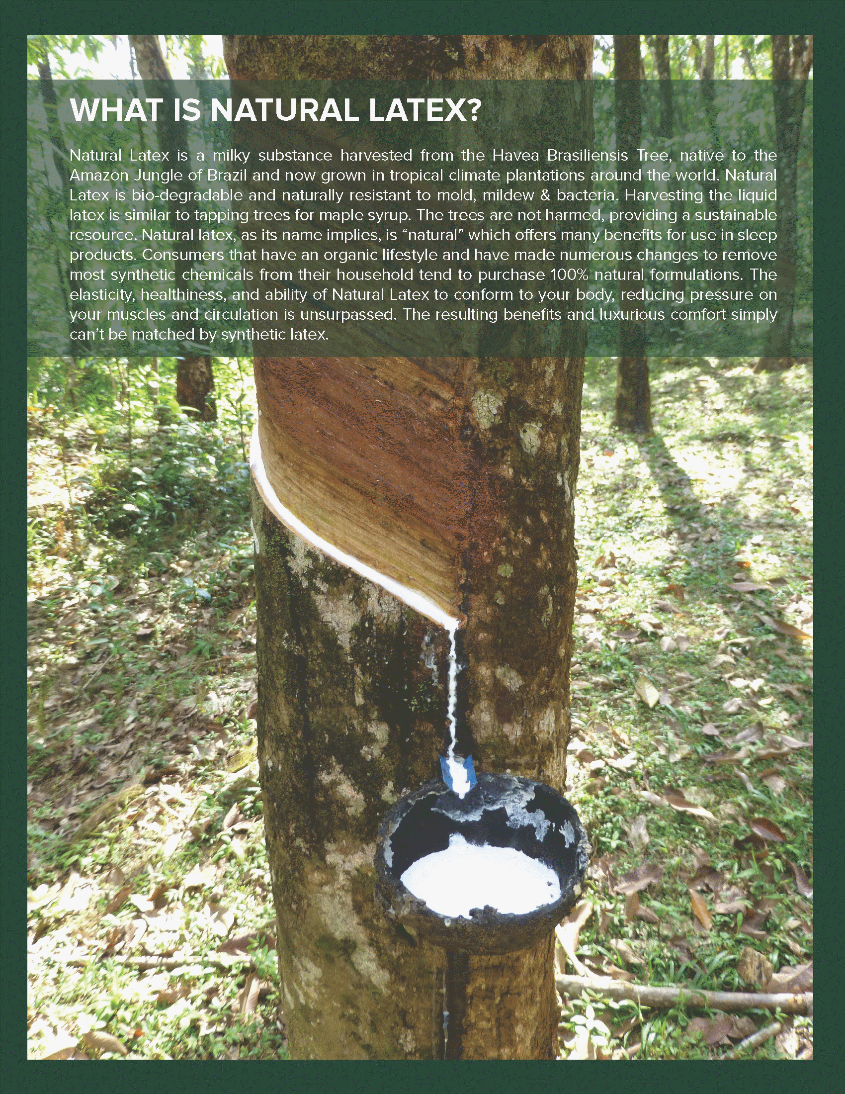 Del Mar adjustable hospital bed mattresses